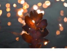 傅慎言和温苒小说