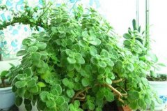碰碰香什么时候开花，在夏季时开