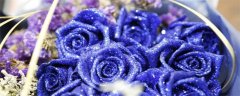 玫瑰花品种有哪些？盘点十大玫瑰