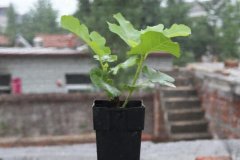 盆栽无花果怎么养？盆栽无花果的