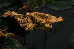 盆栽荷花叶子发黑枯萎怎么办？