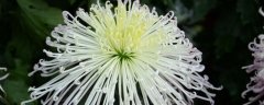 菊花图片：十种不同菊花品种的图