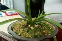 一亿二仟万的贵州龙兰花图片欣赏