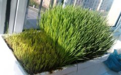 小麦草家庭种植方法：手把手教你