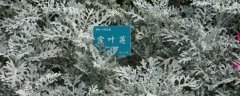 雪叶莲有毒吗？没毒
