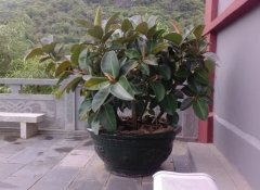 橡皮树多长时间浇水：土面发白可