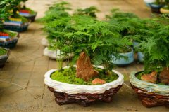 文竹根茎发黄怎么挽救，枝叶发黄