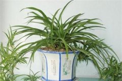 吊兰多久浇一次水，夏季2～3天/春