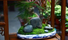 文竹盆景的造型方法、制造技术及