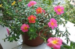 怎么让太阳花多开花？太阳花多开