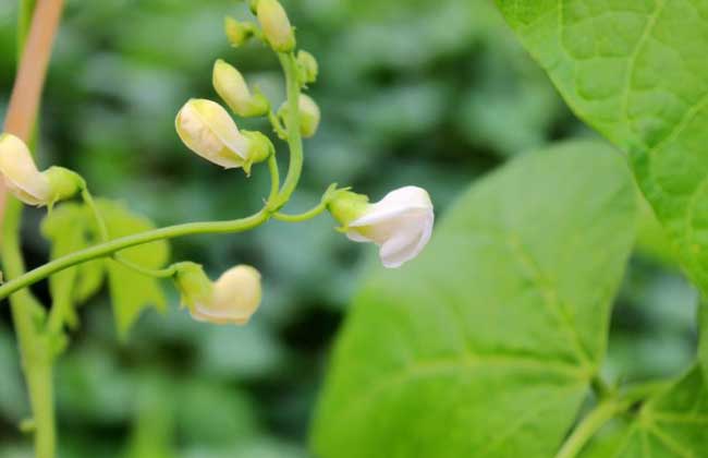 白花架豆