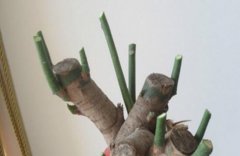 发财树主干上如何长芽？发财树主