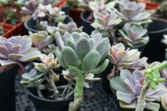 多肉爬满蚧壳虫？用这7种方法，