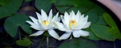 荷花能在鱼缸里养吗？