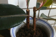 橡皮树剪下来怎么生根？适当修剪