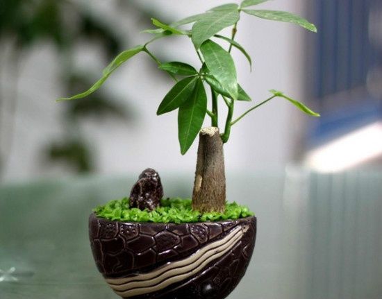 发财树盆景赏析(二) 发财树盆景赏析(二)