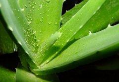 芦荟能去疤痕吗：新疤消炎止痒,旧