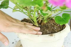 天竺葵花语和象征：白色、红色天