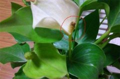 白掌花变黑需要剪掉吗，需要剪掉