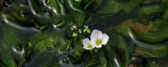 水车前草是什么样的？水车前草图