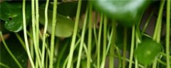 铜钱草根茎怎么种？铜钱草根茎水