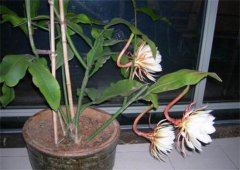 昙花为什么晚上才开花？昙花晚上