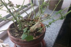 鸭脚木枝干发黑枯萎，根部腐烂以