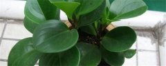 碧玉花要怎么养？盆栽碧玉花养殖