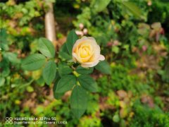 栀子月季杜鹃花……养一回死一回