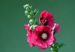 蜀葵什么时候开花：花色有紫、粉
