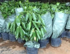 平安树价格：受植株,花盆的大小影