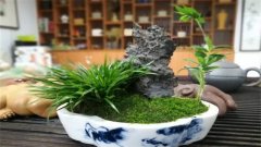 菖蒲怎么养殖？室内菖蒲养殖方法