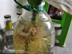 富贵竹有虫子了怎么办，生虫可以