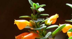 金鱼吊兰几月份开花？花期在三月