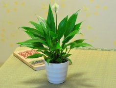 一帆风顺是什么样子的？一帆风顺