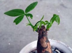 发财树如何打芽眼？发财树打芽眼