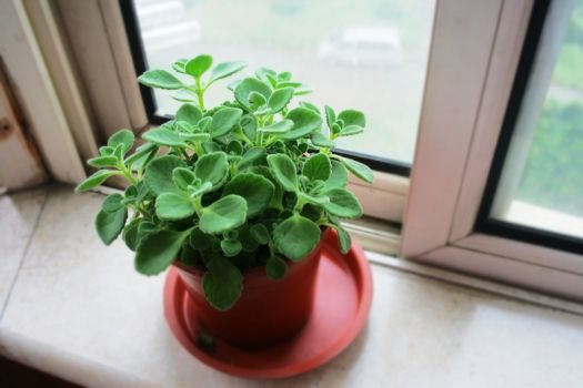 碰碰香怎样养殖 碰碰香怎样养殖