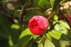 茶花叶子发黄是什么原因，茶花叶