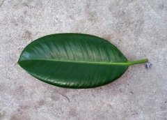 橡皮树叶子扦插过程图：橡皮树叶