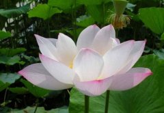 客厅挂荷花风水好吗？家里养荷花