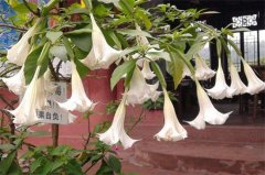 曼陀罗多少钱一斤？大概为80～90元