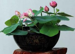 荷花能在室内养吗？养荷花用什么