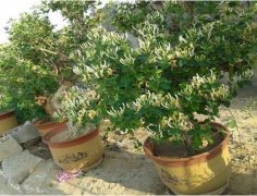 金银花怎么浇水？一年四季浇水量