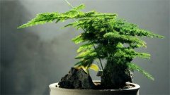 文竹摆放在哪里风水好？文竹的摆