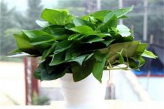 室内放什么植物可以净化空气？盘