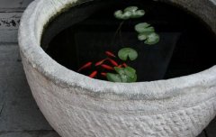 荷花盆里有小白虫怎么办？四种方