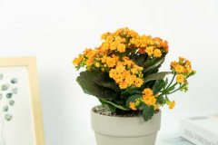 正月给“长寿花”做个小动作，花