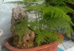 文竹多久浇一次水，用什么水浇文