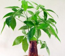 发财树如何养殖？四种方法让你养