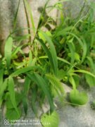 白给都不要的“杂草”，根却比猪